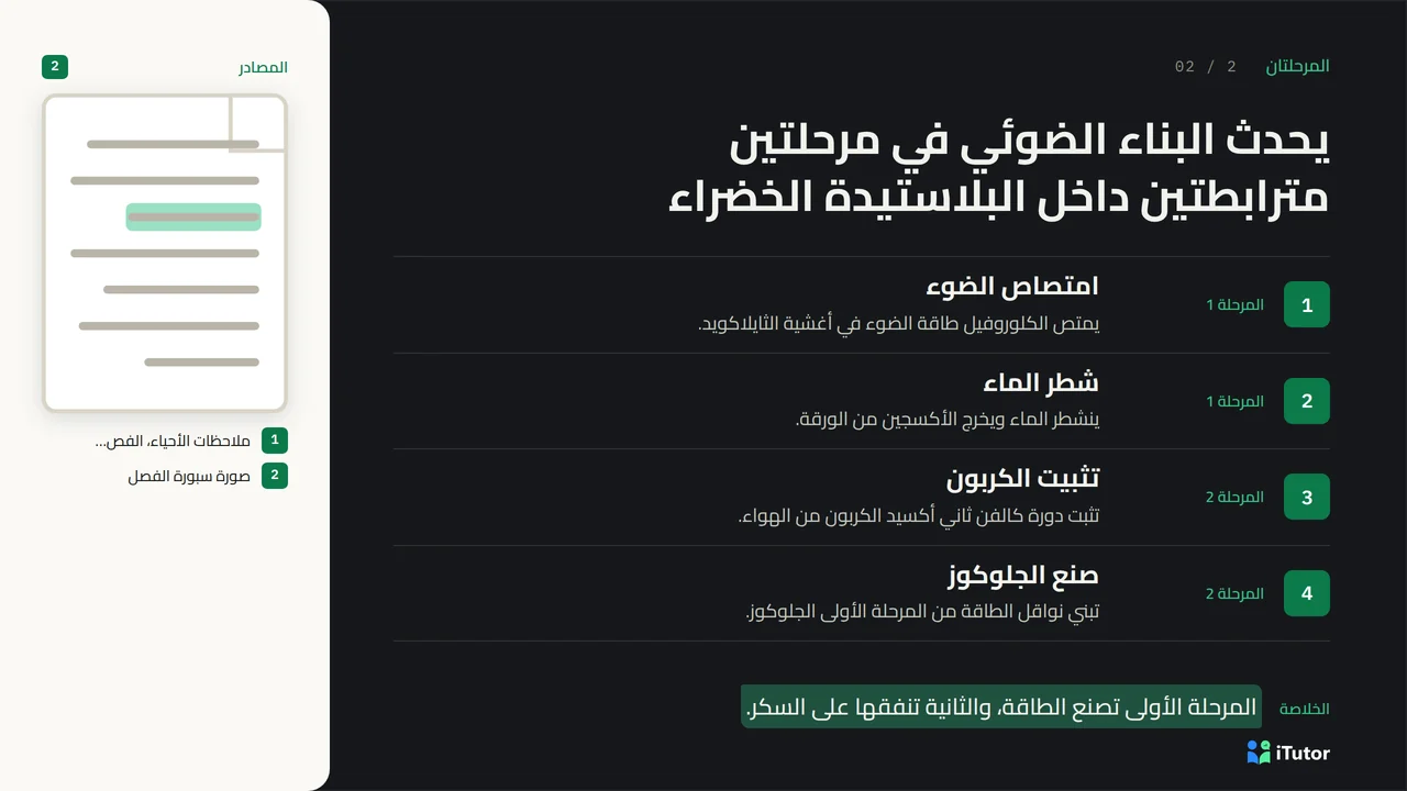 An Arabic slide in the Evidence Stage style, laid out right to left, with four numbered steps about the two stages of photosynthesis.