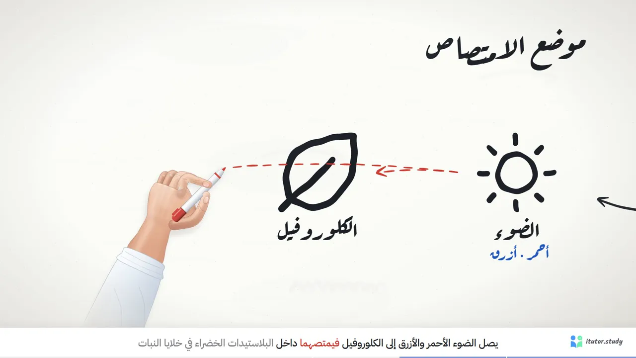 السبورة: يد ترسم الدرس كله على سبورة واحدة، تتحول في النهاية إلى خريطة ذهنية.